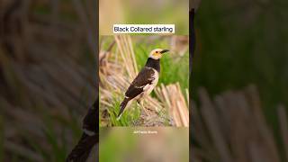 The Scariest Bird Sound In The World 😳 #shorts