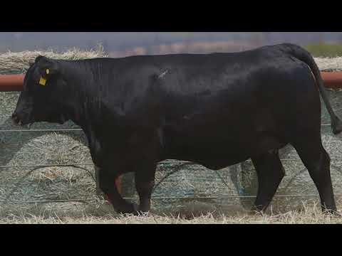 LOTE 69 - VPJ ULTRABLACK MOANA FIV014