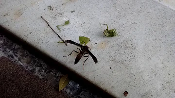 O que um marimbondo faz?