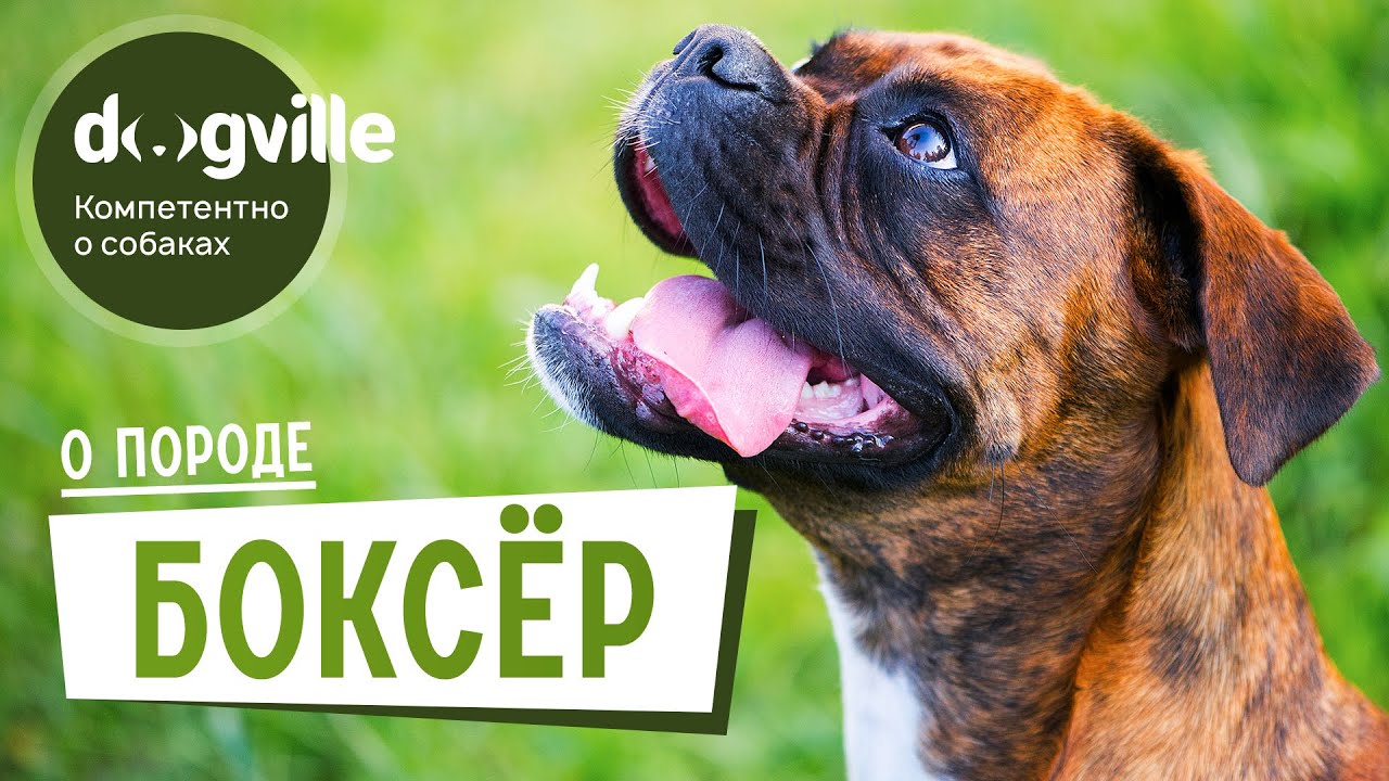 вся информация о породе собак боксер
