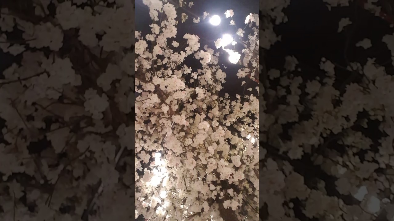 The Ritual! AbuDhabi at its best! Love AbuDhabi! The Capital! 