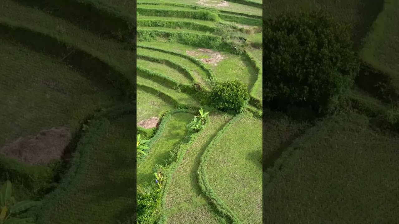 🇮🇩 Bali Ricefields, Bali, Indonesia.