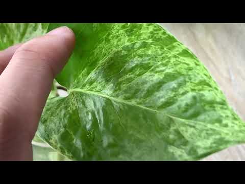 【園藝539】9月20日(三)大理石黃金葛水耕後首次長新葉！