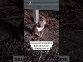 The way he's imitating the koala 😂😅⁠⁠ (🎥: TT/ bogananimalwrangler)