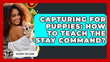 Capturing For Puppies: How To Teach The Stay Command? - Obedient Dog Guide