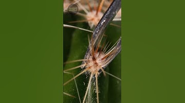 Cactus In Zoom #shorts #experiment #satisfyingoddly #explore #zooming #macrofying