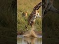 사자를 견제하는 기린의 백 텀블링 giraffe lion animals wildlife fight mp3