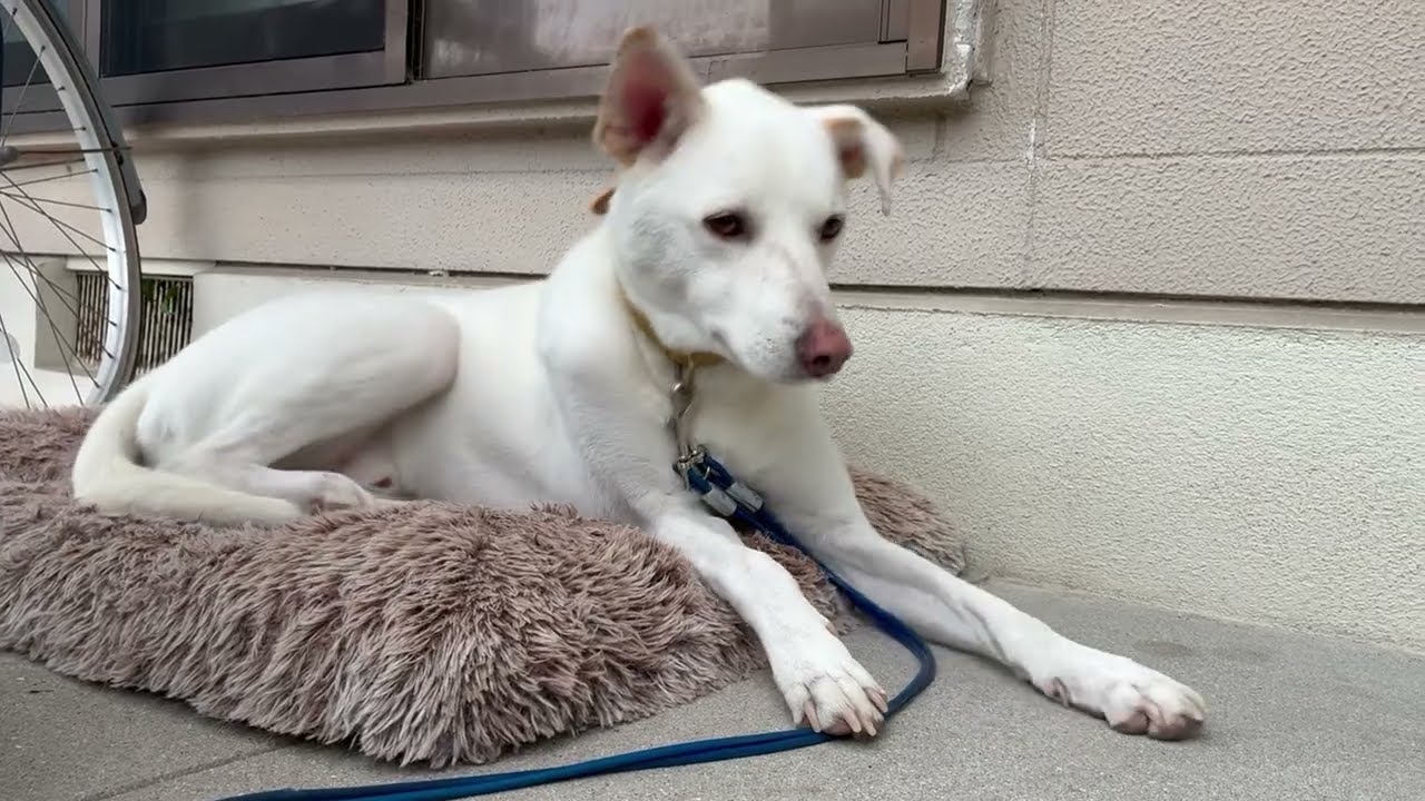 白犬ページ 今日のキナコ-20260915 雑種犬（ミックス） 白犬 保護犬 - YouTube