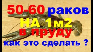 50-60 РАКОВ НА 1м2 В ПРУДУ, КАК ЭТО СДЕЛАТЬ