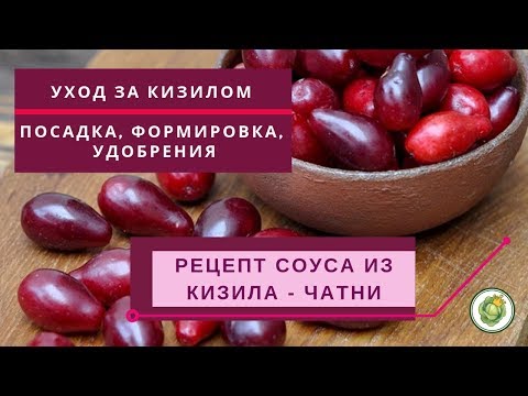 Как вырастить кизил в саду - посадка и уход//Рецепт заготовки кизила на зиму - чатни