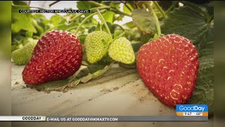 UC Davis Strawberry Breeding