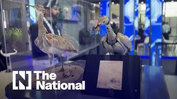 Hubot at IROS 2024: Saving endangered wildlife with robotics