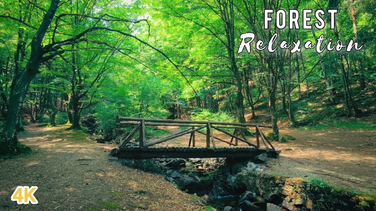 Relaxing Forest Ambience | Birdsong & River Sounds for Meditation & Calm Mind