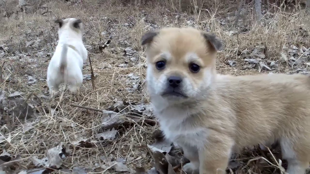 Mother Dog ran away from home. Two lonely cute puppies left - YouTube