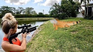 Carabinas de alta tecnologia contra iguanas gigantes invasoras pegue e alimente