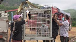 27 bears rescued from confinement in Laos a
Credit: username via Storyful
Original video: Link
To purchase Storyful licensed videos for media use visit: http://video.storyful.com
For Storyful Newswire subscription inquiries, please contact sales@storyful.com
Twitter: https://twitter.com/storyful
Facebook: https://www.facebook.com/Storyful 27 bears rescued from confinement in Laos a