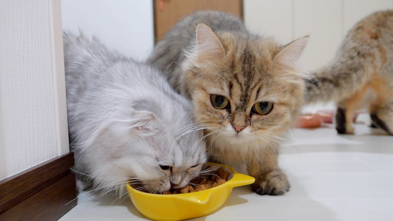 Две сестры-кошечки с неуемным аппетитом дерутся из-за еды — это так мило