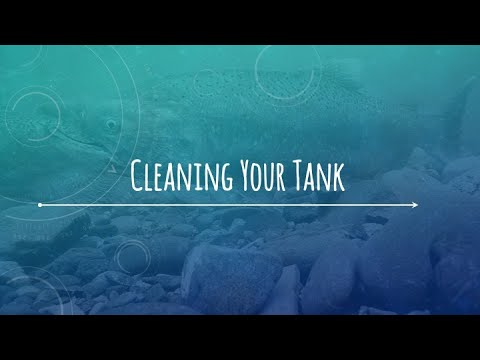 Cleaning Your Tank