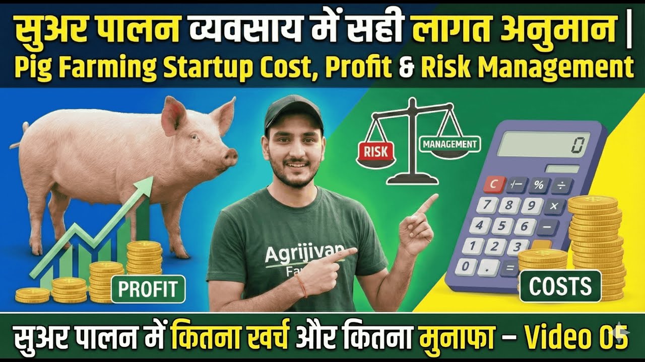 सुअर पालन व्यवसाय में सही लागत अनुमान  Pig Farming Startup Cost, Profit & Risk Management