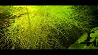 Corydoras Eques Week 33