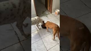 #humor #izadoralima #cachorro #modapet #pets #petsfofinhos #petlover #fofurinhasdali #cachorros
