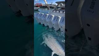Boat Engine Sound = Tuna Magnet?! #shorts #fish #fishing #trending #amazing #viralvideo