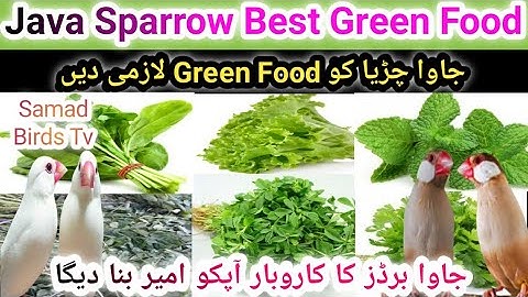 Java Bird Green Food | Best Green Food for Java Sparrow | Breeding Season Green Food Java