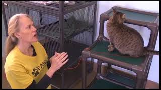 Samantha | Coronado City Manager's Weekly Update by Friendliest Paws 236 views 5 years ago 1 minute, 34 seconds