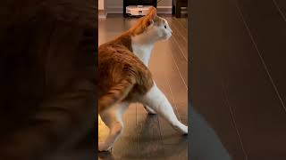 This Cat Did Something NOBODY Expected! π±π #meow #catlover #funnycats #cutecats This Cat Did Something NOBODY Expected! π±π #meow #catlover #funnycats #cutecats