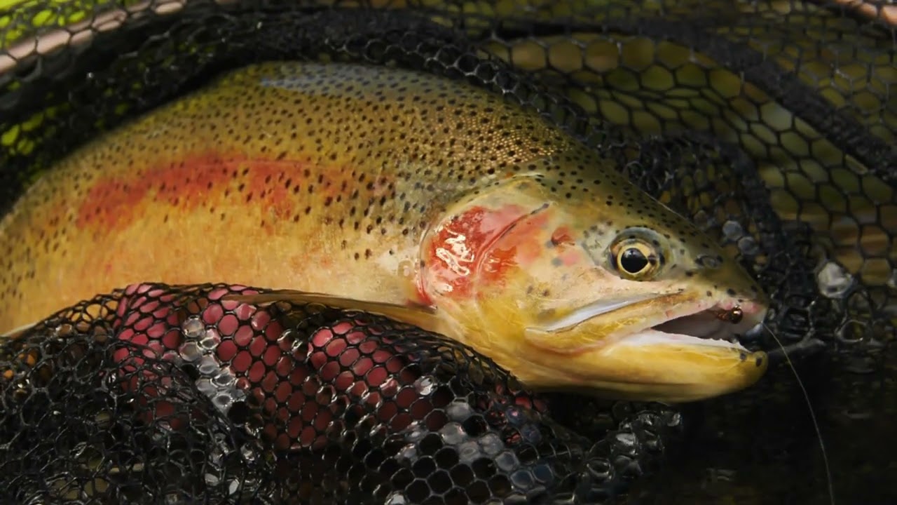 Cutthroat Trout, Dry Flies, Droppers, Hits & Misses Fly Fishing