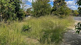 She FLED her home 4 MONTHS ago her YARD became OVERGROWN