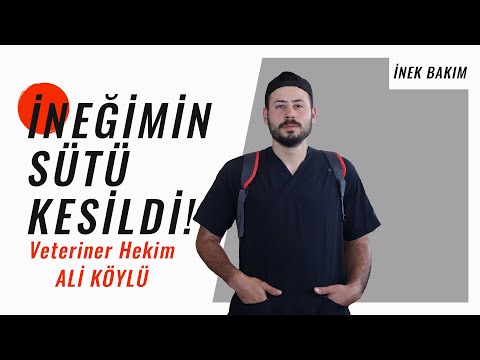 Video: İneklerde düşük olur mu?