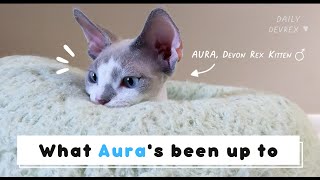 What Aura's been up to by Daily DevRex 2,612 views 2 years ago 2 minutes, 33 seconds