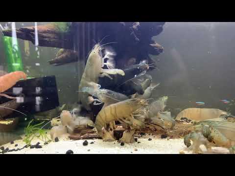 Giant african vampire shrimp community set up