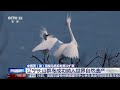 [新闻直播间]中国黄（渤）海候鸟栖息地再次扩展 辽宁长山群岛成功纳入世界自然遗产 | 新闻来了 News Daily