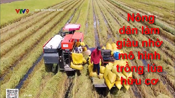 Nông dân làm giàu nhờ mô hình trồng lúa hữu cơ