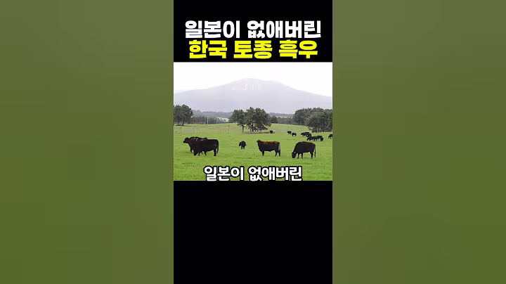 일본이 없애버린 한국 토종 흑우 복원했더니 일본 소를 뛰어넘는 클라스