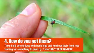 Ticks vs Bed Bugs Part 1