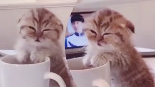 Little kitty falls asleep on a coffee mug 😍
