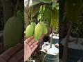 থাই কাটিমন আম চাষ। 🌳 Thai Katimon am cass #motivation #shorts #shortsvideo #mango
