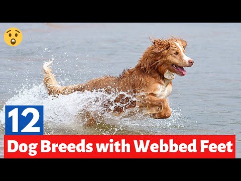 Dogs With Webbed Feet video