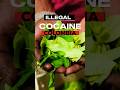 Illegal Cocaine In Colombia Illegal Cocaine In Colombia