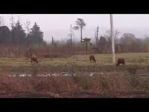 სოფელ ურთას მგლები შეესია  მოსახლეობა დახმარებას ითხოვს