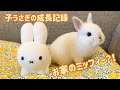#54 我が家の子うさぎがミッフィーにしか見えない！平和な子うさぎ成長記録！My little rabbit can only be seen as Miffy! Rabbit record!