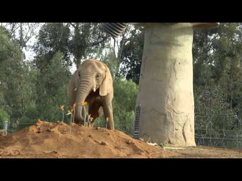 Thumb of Mila The Elephant Stomps The Yard video