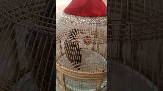 Kala Khyrporibirds kalateetarsindhi kalateetar