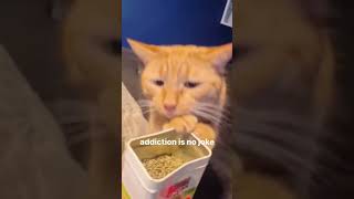 Funny Pets | 2024😂 Funny Dogs And Funny Cats Videos 🐱 🐕 😄 #34