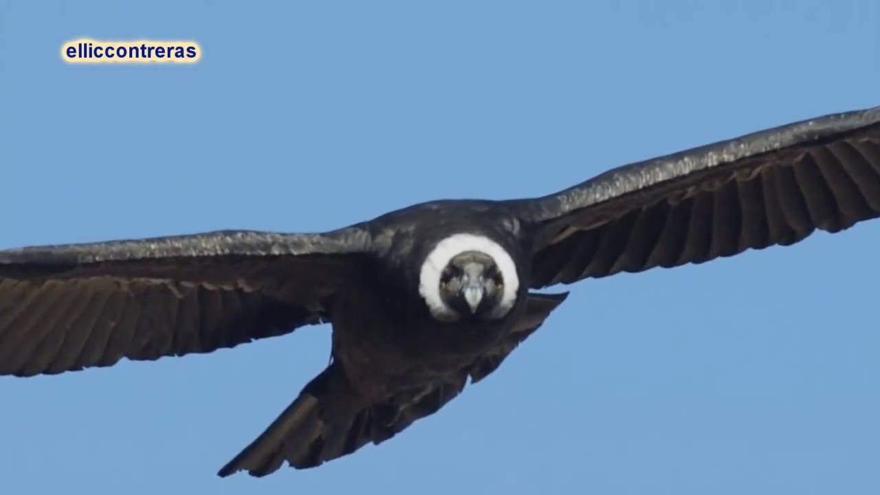 El Condor Pasa Karaoke Mp3 El Condor Pasa Karaoke Mp3
