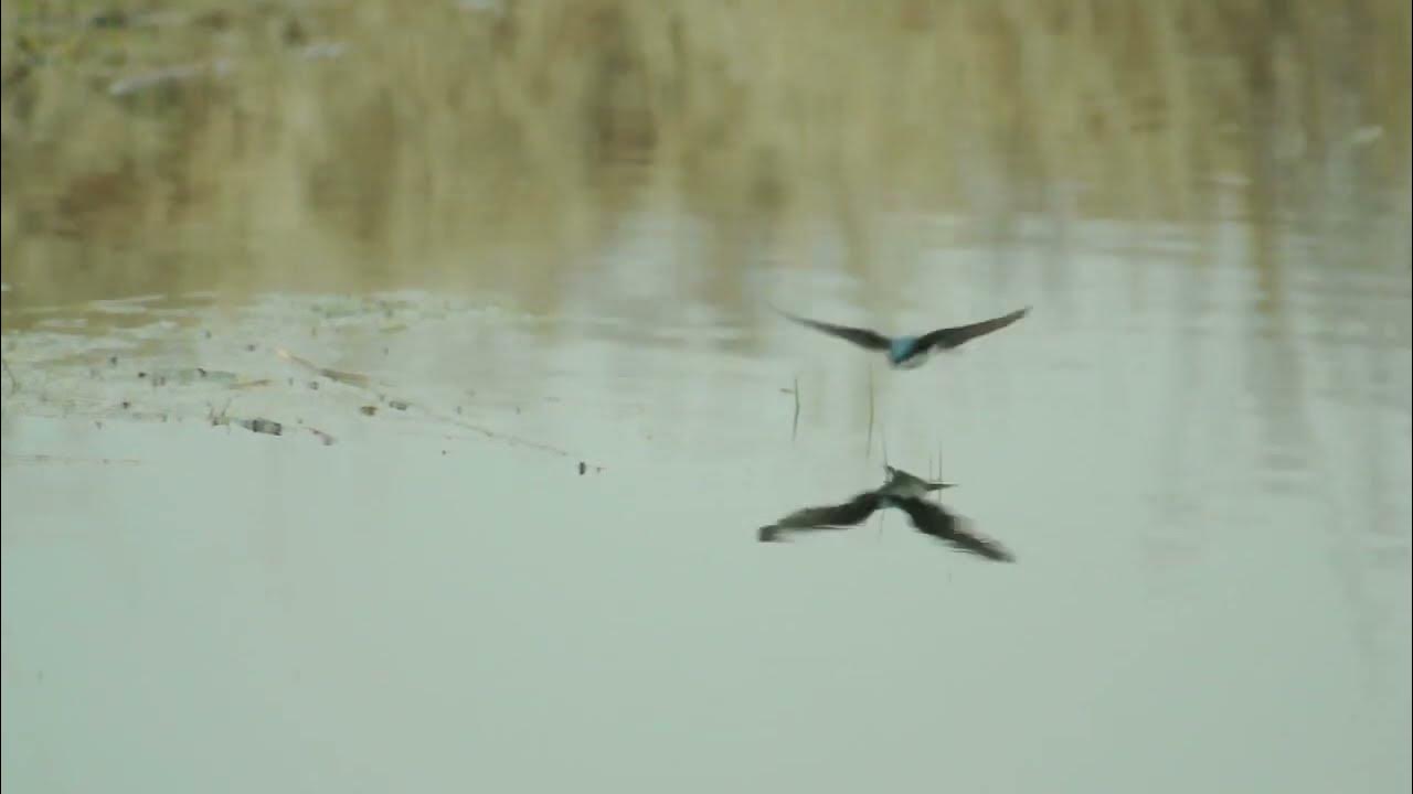 Tree Swallows Skimming for Insects YouTube
