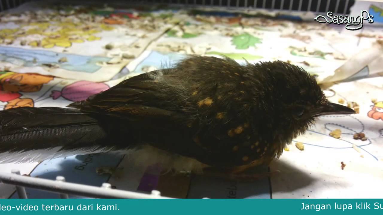 Begini Video Anakan Murai Batu Yang Salah Makan Youtube